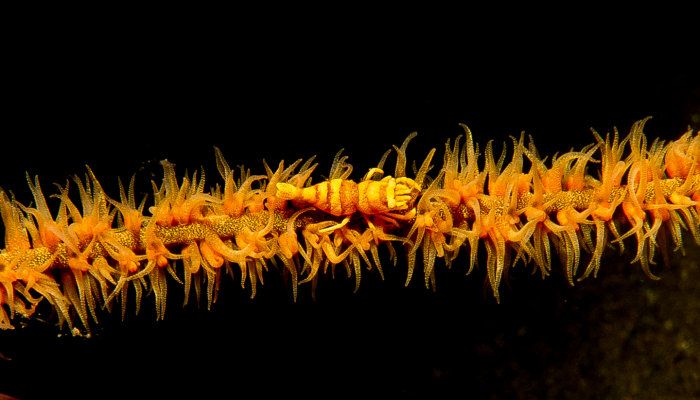 Yellow Whip Coral Commensal Shrimp